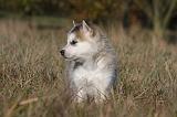 ALASKAN MALAMUTE 449